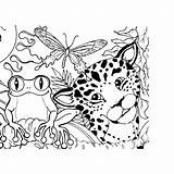 Coloring Rainforest Animals Jungle Pages Forest Amazon Animal Plants Kids Sheets Rain Printable Scene Theme Books Color Adult Adults Colouring sketch template