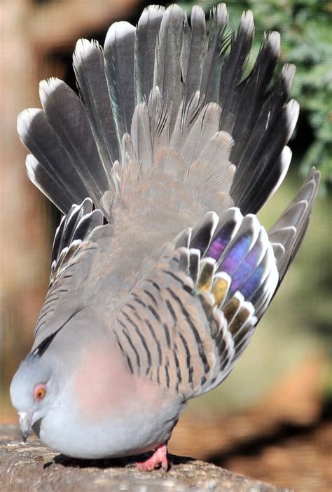 crested pigeon displays   dunedin botanic garden official website