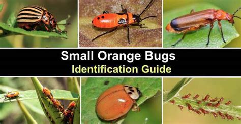 small orange bugs  pictures identification guide