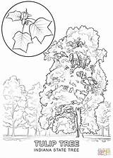 State Coloring Tree Tennessee Indiana Kentucky Pages Symbols Printable Ky Clipart Drawing Flower Nevada Color Flag Supercoloring Cliparts Tulip Getcolorings sketch template