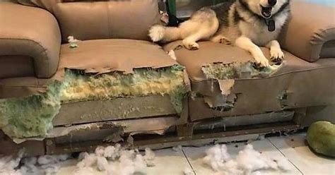 Thank Goodness You Are Home The Couch Just Exploded Album On Imgur