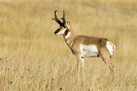 pronghorn antelope buck photograph  craig  lorenz