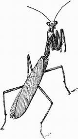 Mantis Clipart Praying Cliparts Clip Etc Coloring Pages Insects Drawing Attribution Forget Link Don Library Medium Original Gif Usf Edu sketch template