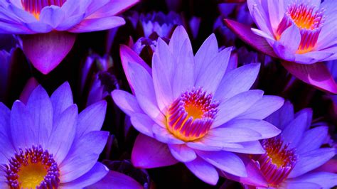 egyptian blue lotus flower meaning  flower site