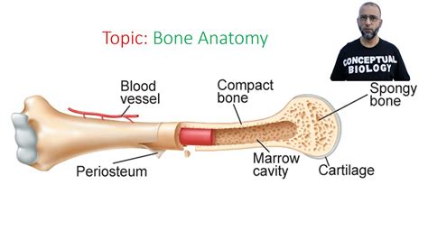 bone anatomy  dr sohail jamil qureshi mdcat biology youtube