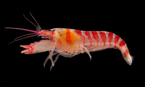 ocean acidification  snapping shrimp quieter posing risk  coral reefs  fish