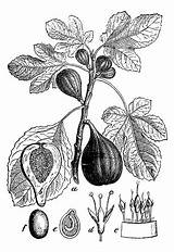Ficus Carica Botany Illustration Engraving Plants Antique sketch template