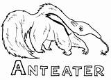 Anteater Coloring Pages Ant Eater Color Printable Sheets sketch template