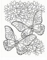 Butterfly Colouring Butterflies Therapy sketch template