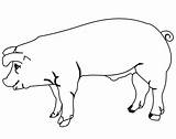 Coloring Pig Realistic Drawing Pages Kids Color Coloringhome sketch template