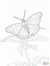 Butterfly Admiral Red Coloring Pages Ulysses Drawing Butterflies Printable sketch template