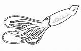 Squid Colossal Ausmalbild Calamaro Riesenkalmar Sperm Ausmalbilder Clipground sketch template