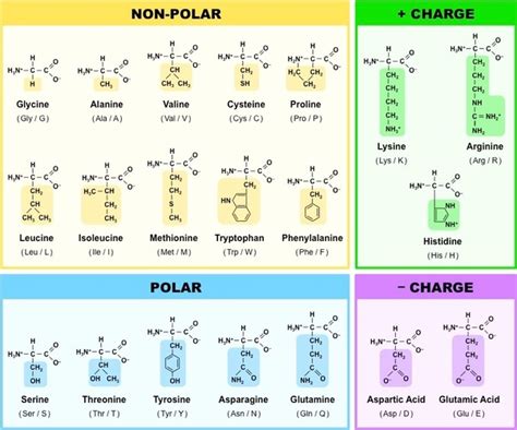 solved   identify  polar amino acids  basic amino