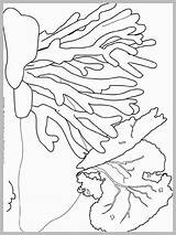 Coral Reef Easy Drawing Coloring Paintingvalley sketch template
