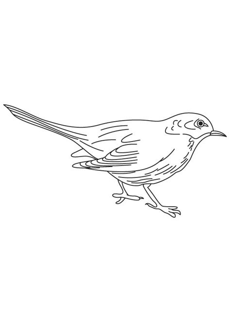 blackbird coloring   designlooter