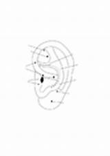 Coloring Ear sketch template