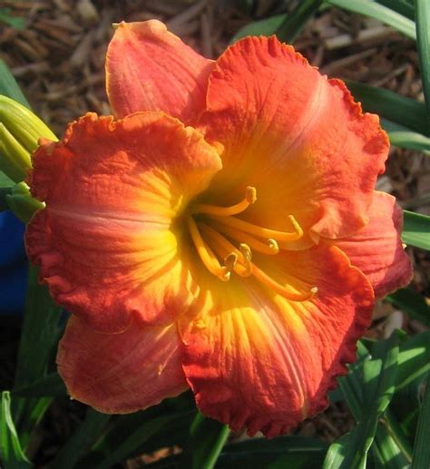 plantfiles pictures daylily sudden fire hemerocallis  lincolnitess