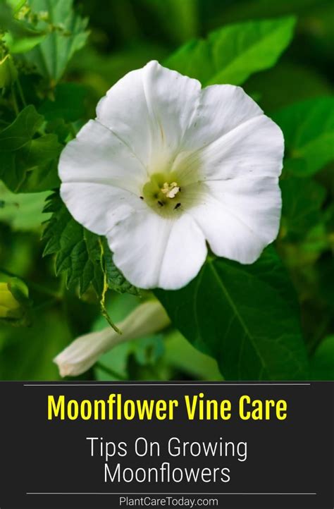 moon flower plant care   grow moonflower plants moonflower vine