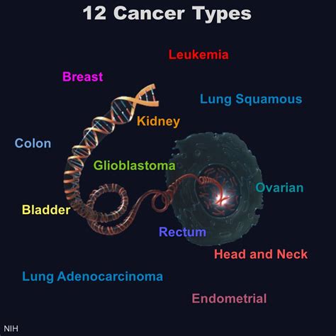 cancers  share genetic signatures nih directors blog