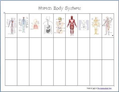 human body systems  worksheets  homeschool den body