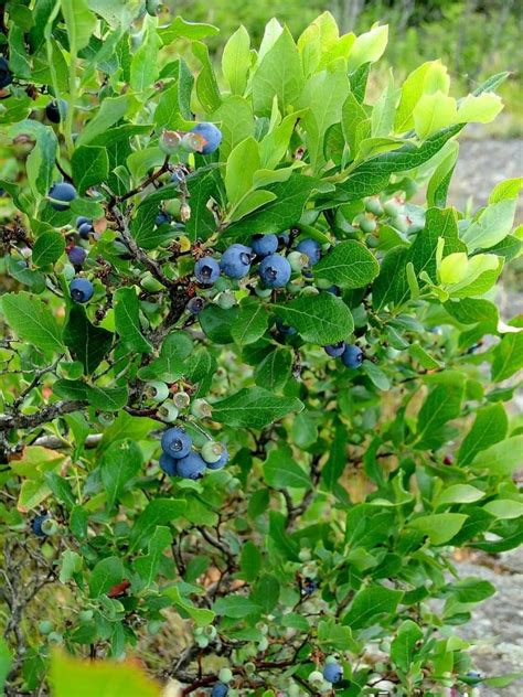 grow  care organic blueberry plants   garden
