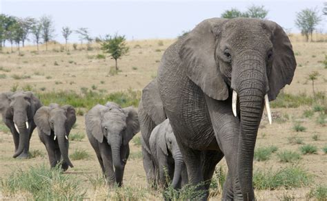 wilde olifanten binnenkort naar dierentuinen