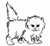 Coloring Pages Cat Realistic Kitten Printable Kittens Baby Calico Kitty Puppy Fluffy Puppies Cats Color Print Sheets Getcolorings Sand Dog sketch template