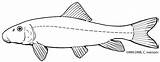 Coloring Pages Sucker Minnesota Walleye sketch template