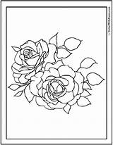 Coloring Rose Pages Roses Two Leaves Printable Pdf Printables Colorwithfuzzy sketch template