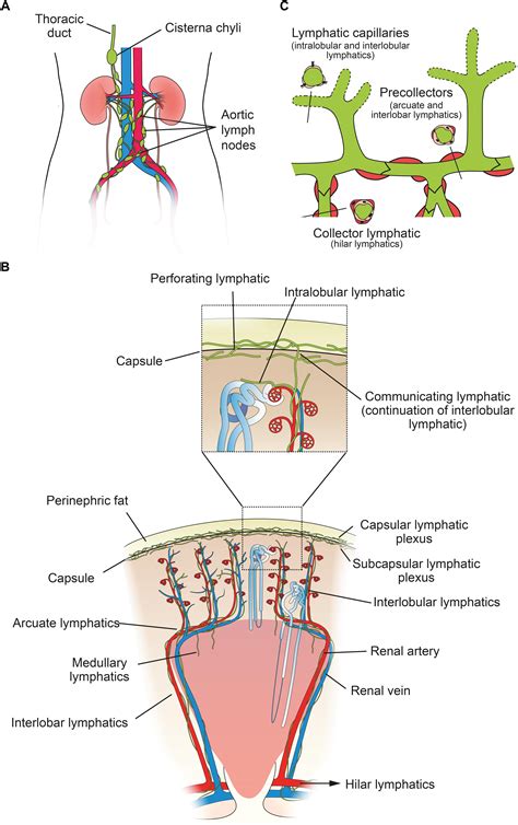 Frontiers Renal Lymphatics Anatomy Physiology And Clinical