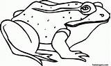 Frog Coloring Pages Printable Kids Frogs Sick Animal Clipart Print Colouring Color Getdrawings Library Popular Coloringhome sketch template