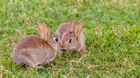 bunny bucks worth fortnite  bucks hack  mobile