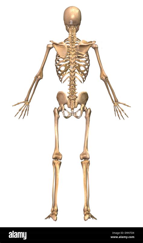 menschliches skelett system rueckansicht stockfoto bild  alamy