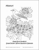 Missouri State Coloring Bird Flower Pages Homeschooling sketch template