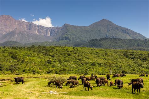 guide  arusha national park tanzania safaris sababu safaris