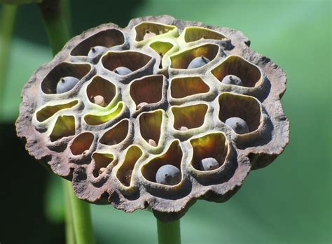 Seed Pod 1 Lotus Seed Pod Kenilworth Aquatic Garden Wash Flickr