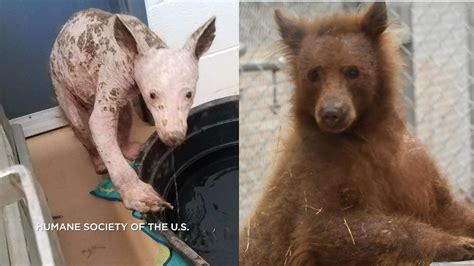 rescued california bear   fur   treatment