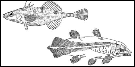 fish coloring pages karens whimsy