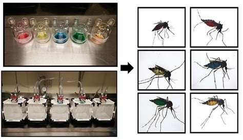 Ijerph Free Full Text Artificial Diets For Mosquitoes