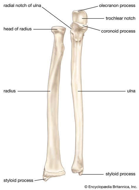 ulna radius forearm bones britannica
