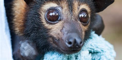 laws failed  endangered flying foxes   turn