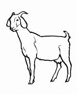Coloring Goat Animal Printable Sheet Goats Pages sketch template