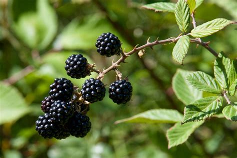 blackberry propagation growing blackberries  cuttings