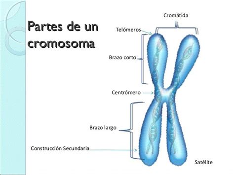 Dibujo De Un Cromosoma Con Todas Sus Partes