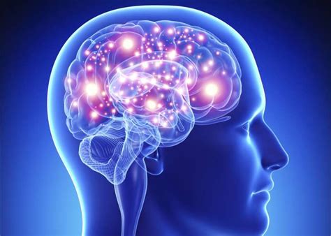 understanding  human brain kumars blog