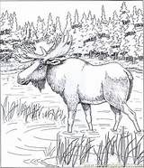 Coloring Moose Pages Printable Animal Patterns Wood Color Adults Bing Animals Carving Printables Alaskan Book Coloringpages101 Adult Colouring Sheets Burning sketch template
