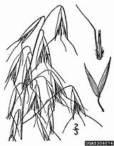 Nrcs Usda Database Plants Bugwood sketch template