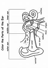 Ear Anatomy Coloring Human Momjunction Worksheets Parts Pages Preschool System Choose Board sketch template