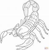Scorpio Coloringbay Scorpions sketch template
