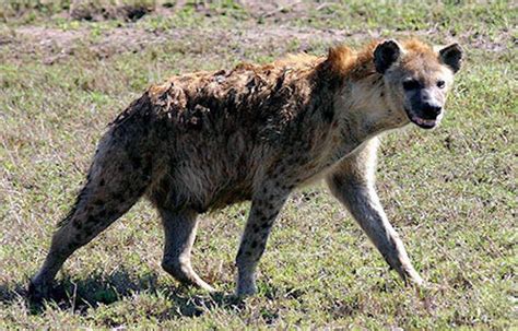hyenas    intelligent   primates